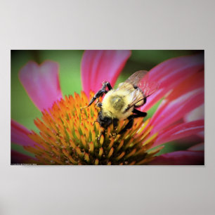 Bee on Coneflower, Poster
