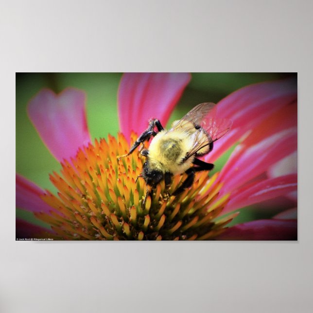 Bee on Coneflower, Poster (Front)