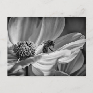 Bee on Cosmo Flower – Postcard