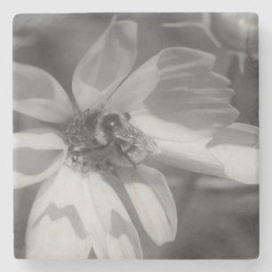 Bee On Cosmos Flower In Black And White Stone Coaster