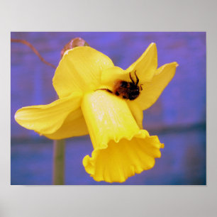 Bee On Daffodil Poster