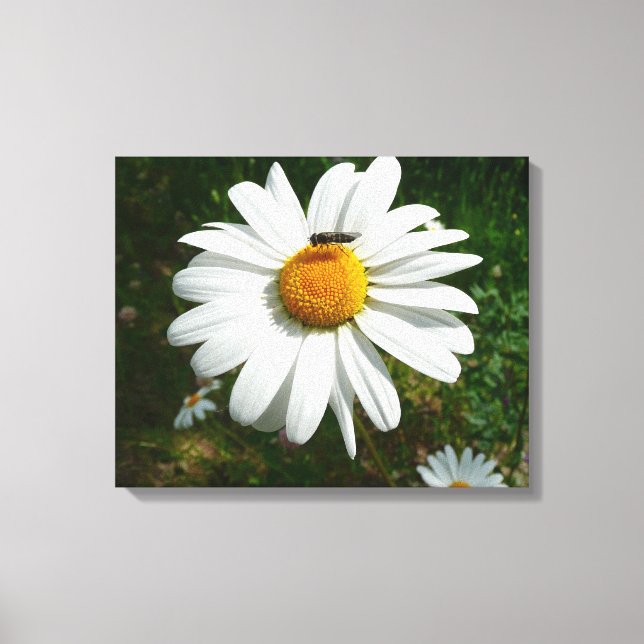 Bee on Daisy Alaskan Summer Nature Photo Canvas Print (Front)
