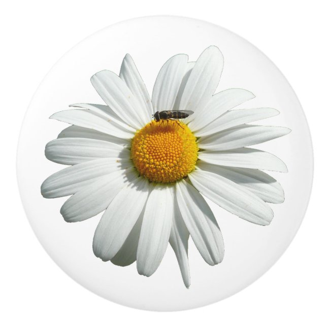 Bee on Daisy Alaskan Summer Nature Photo Ceramic Knob (Front)