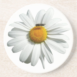 Bee on Daisy Alaskan Summer Nature Photo Coaster