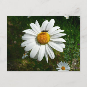 Bee on Daisy Alaskan Summer Nature Photo Postcard