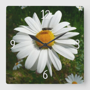 Bee on Daisy Alaskan Summer Nature Photo Square Wall Clock