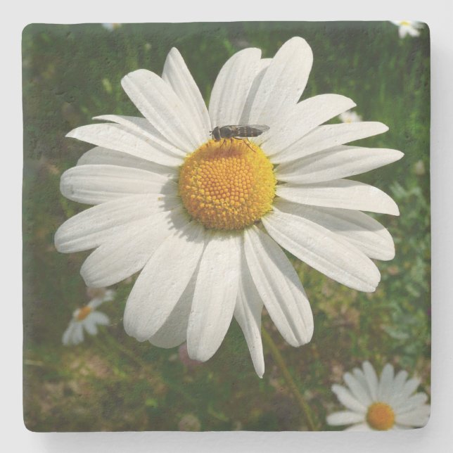 Bee on Daisy Alaskan Summer Nature Photo Stone Coaster (Front)