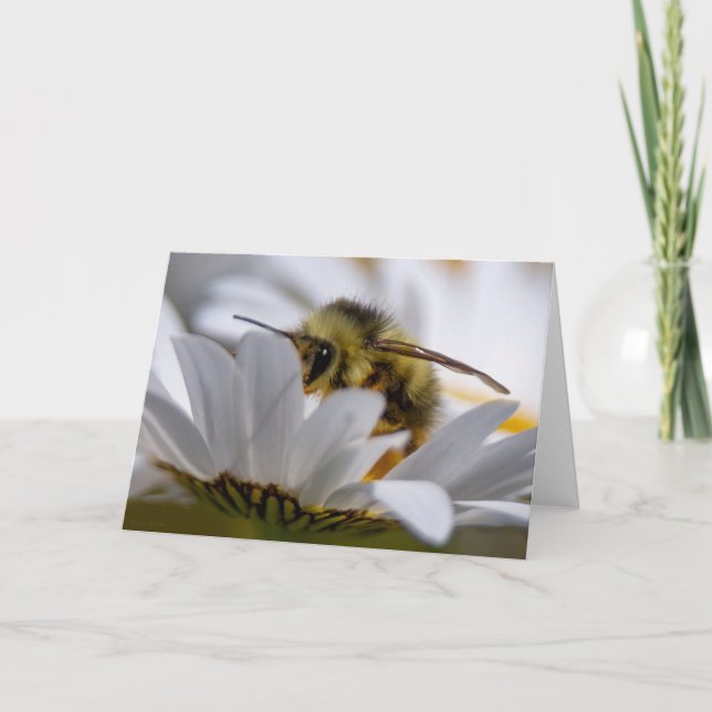 Bee On Daisy - Belle Carte de remerciements Daisy (Devant)