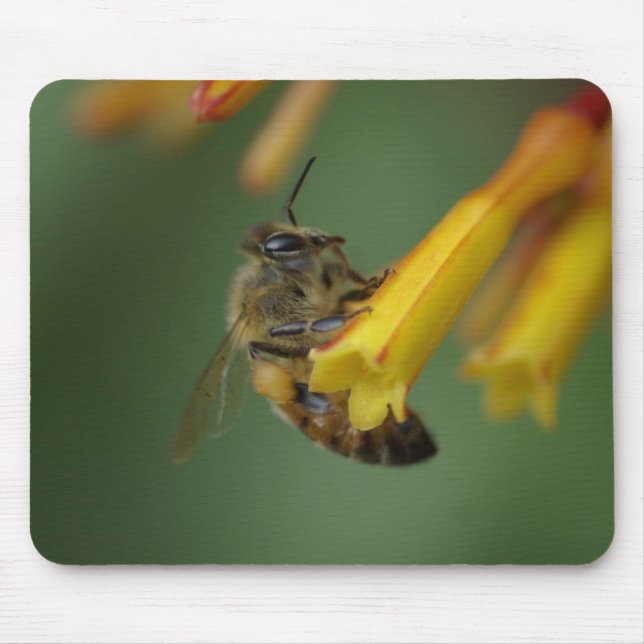 Bee on Firebush Mouse Pad (Front)