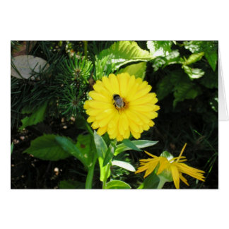 Bee on flower