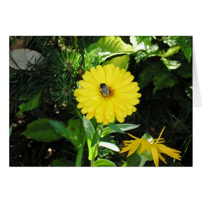 Bee on flower (Front Horizontal)