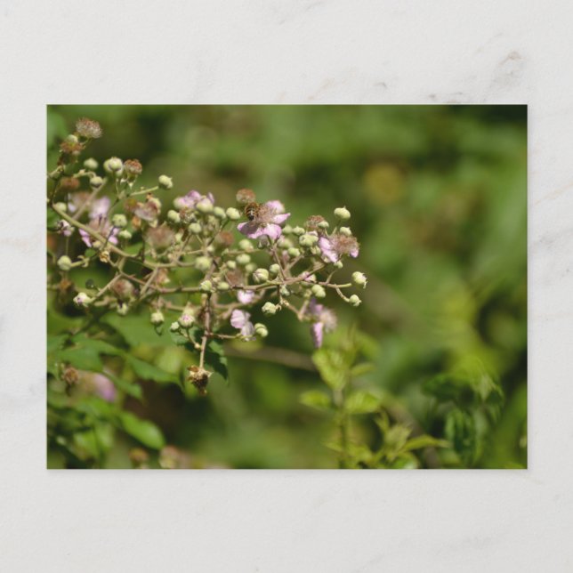 Bee on flower postcard (Front)