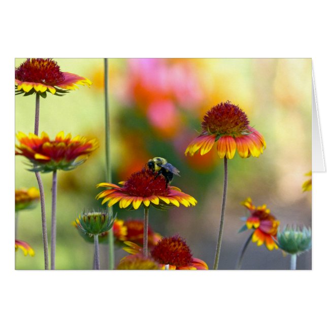 Bee on Gaillardia (Front Horizontal)