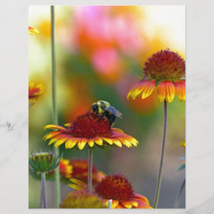 Bee on Gaillardia