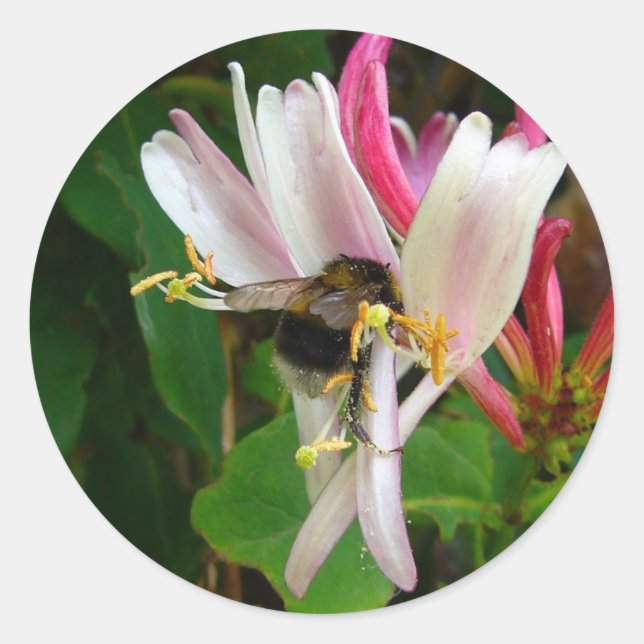BEE ON HONEYSUCKLE Stickers (Front)