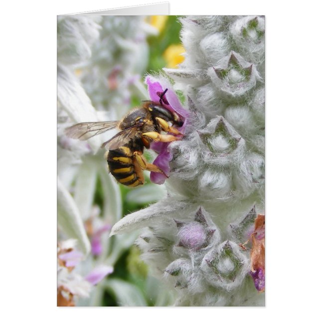 Bee on Lambs Ear ~ card (Front)
