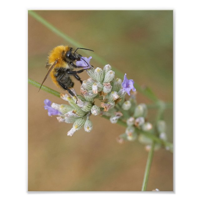 Bee on Lavender Photo Print (Front)