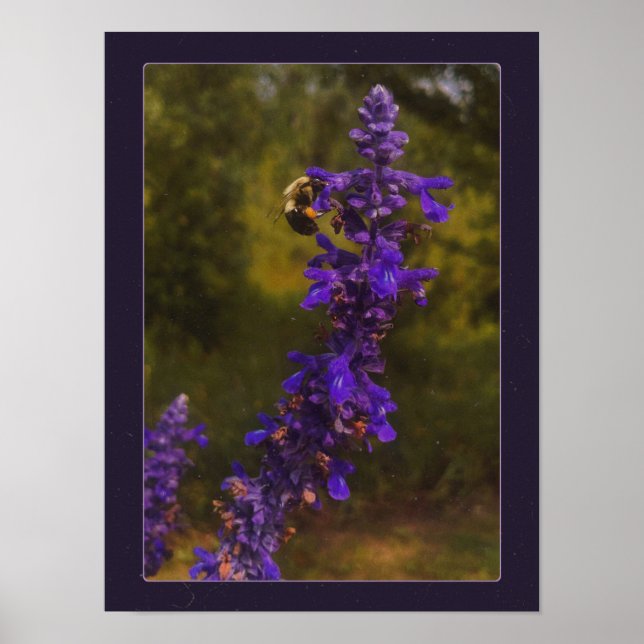 bee on lavender  poster (Front)