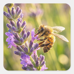 Bee on Lavender Square Sticker
