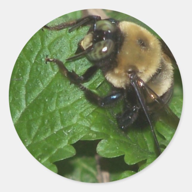 Bee on Lemon Balm Classic Round Sticker (Front)