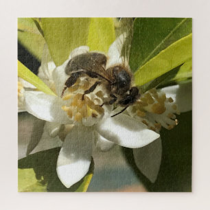 Bee on Lemon Blossom Jigsaw Puzzle