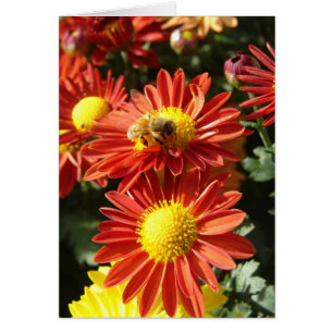 Bee on Mums