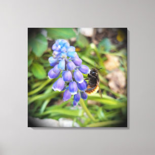 Bee on Muscari Armeniacum , Grape Hyacinth Canvas Print