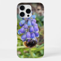 Bee on Muscari Armeniacum , Grape Hyacinth