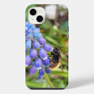 Bee on Muscari Armeniacum , Grape Hyacinth iPhone 14 Plus Case