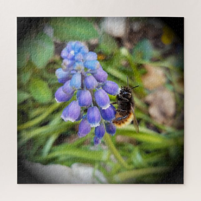 Bee on Muscari Armeniacum , Grape Hyacinth Jigsaw Puzzle (Vertical)