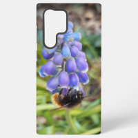 Bee on Muscari Armeniacum , Grape Hyacinth