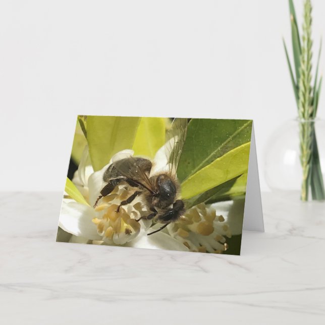 Bee on Orange Blossom  Card (Front)