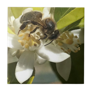 Bee on Orange Blossom  Tile