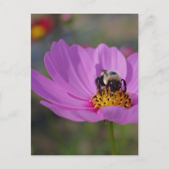 Bee On Pink Cosmos Flower Nature Postcard (Front)