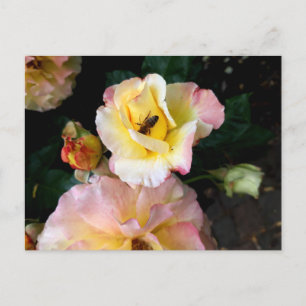 Bee on Pink Yellow Roses Flowers Postcard