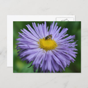 Bee On Purple Daisy Flower Photography Postcard