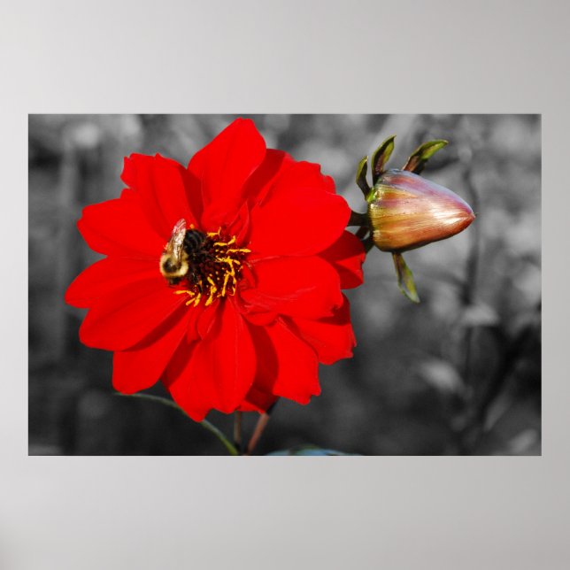 Bee on Red Flower Poster (Front)