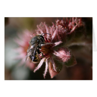 Bee on sempervivum