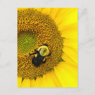 Bee on Sunflower Postcard