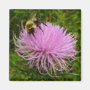 Bee on Thistle Flower Nature Magnet
