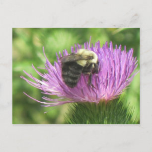 Bee On Thistle Postcard