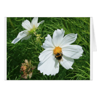 Bee on white flower