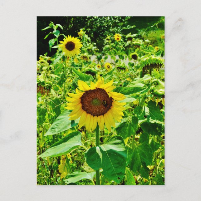 Bee on yellow Sunflower Postcard (Front)