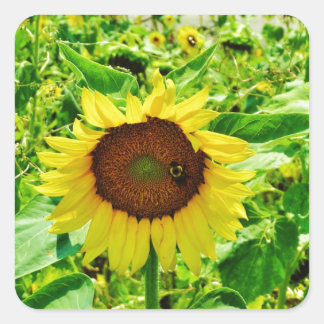Bee on yellow Sunflower Square Sticker