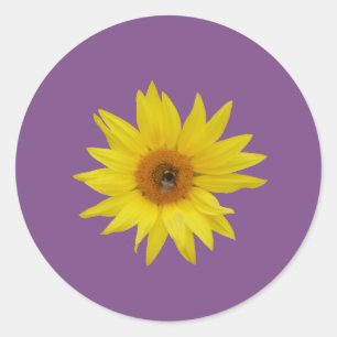 Bee on yellow sunflower with purple background classic round sticker