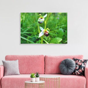 Bee Orchid Canvas Print