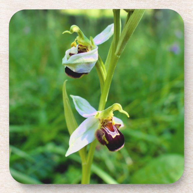 Bee Orchid Coaster (Front)