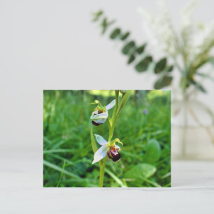 Bee Orchid Postcard