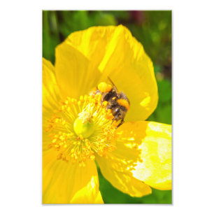 Bee photo print