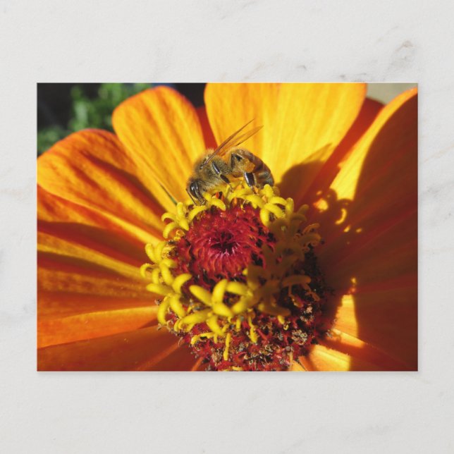 Bee Pollinating Flower Postcard (Front)